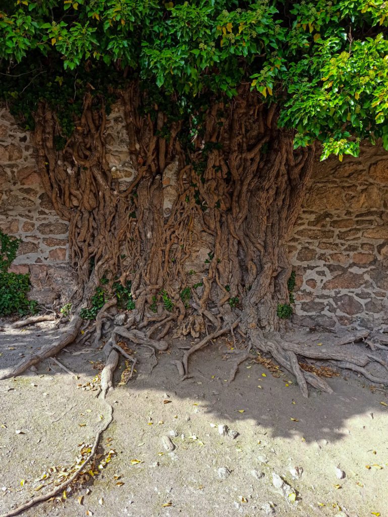 drzewo zamek chojnik 